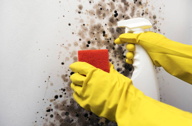 Certified Mold Removal in Sands Point, NY